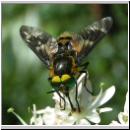 Chrysops relictus - Bremse m02.jpg